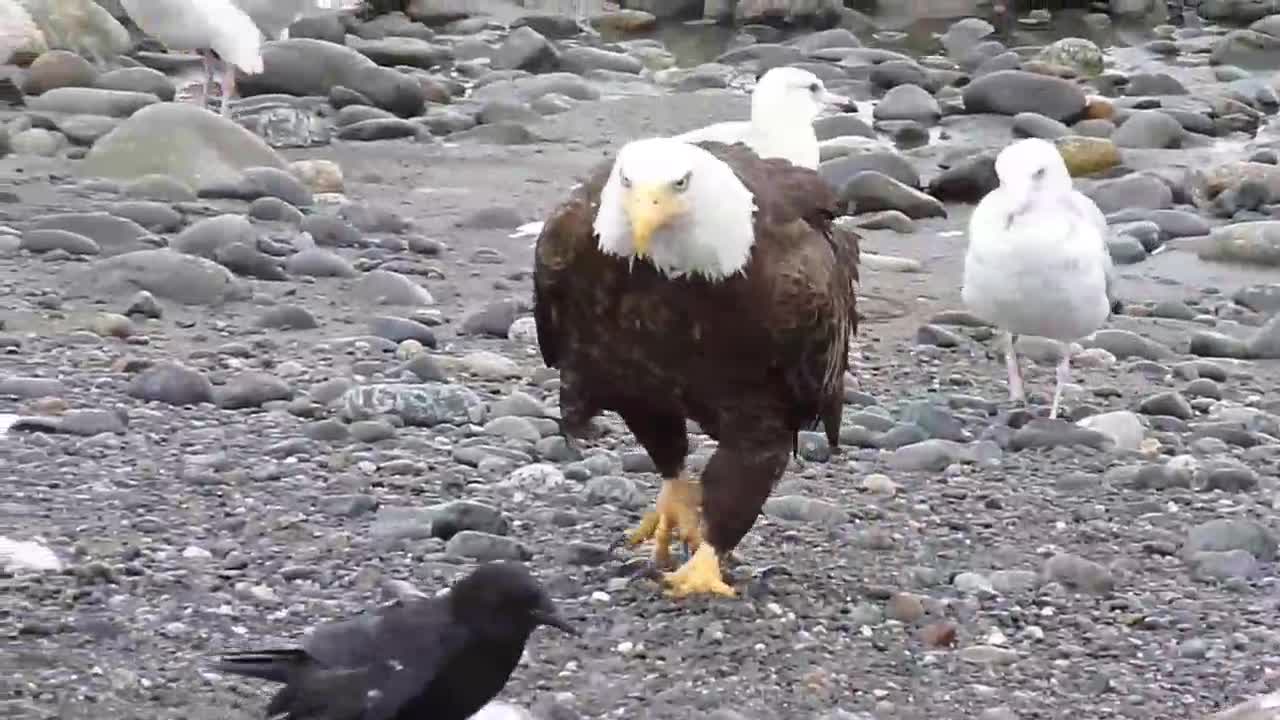 Adult Mysterious Bald Beautiful Eagle Walking Sea Side