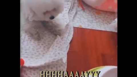 funny video ^_^