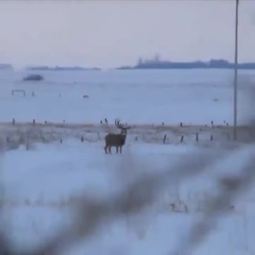 That's how fun deer shed their antlers! 😂🤭