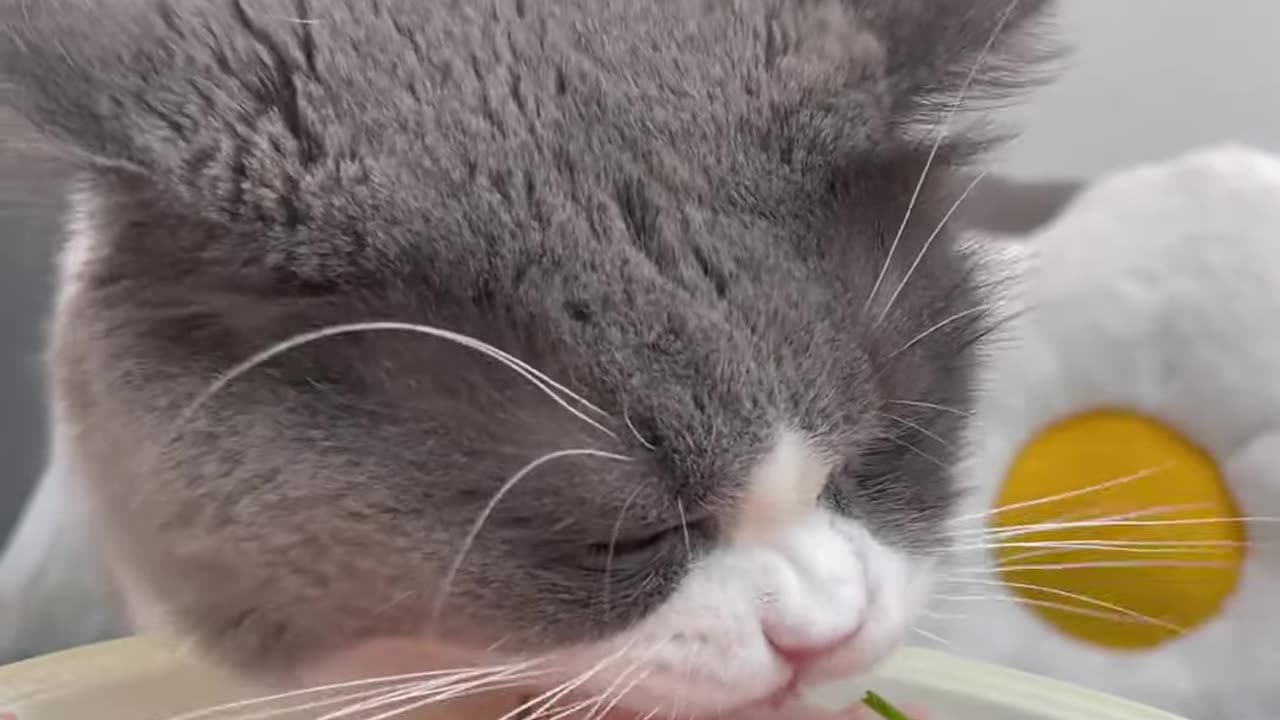 Adorable Cats Eating – You Won’t Believe Their Cute Reactions! 😻