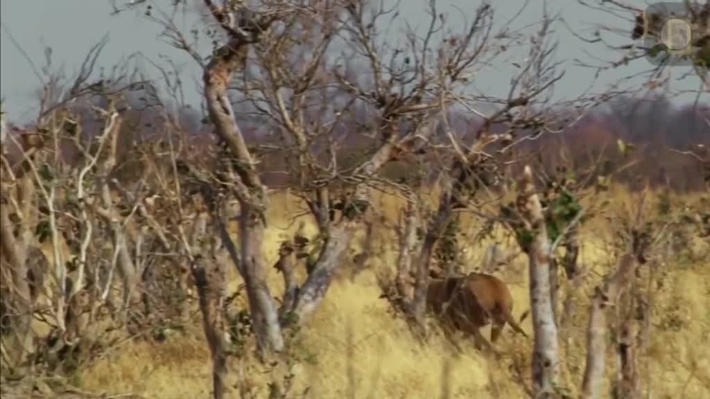 Flagrantes selvagem, Amazing video of predator attacking