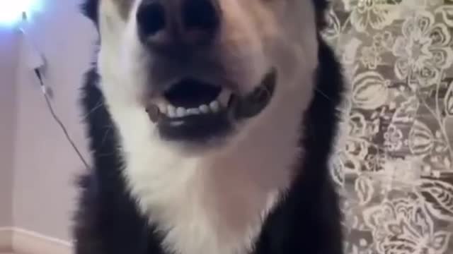 Letest dog training