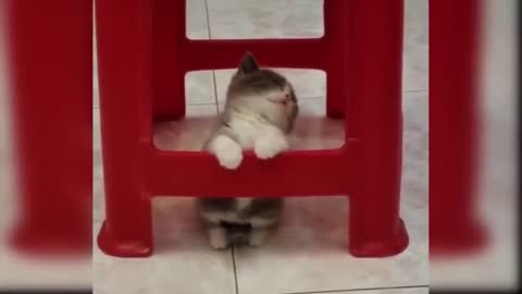 Look at those funny cats