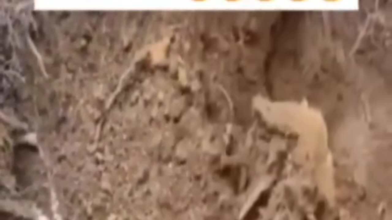 Vai ver é por isso