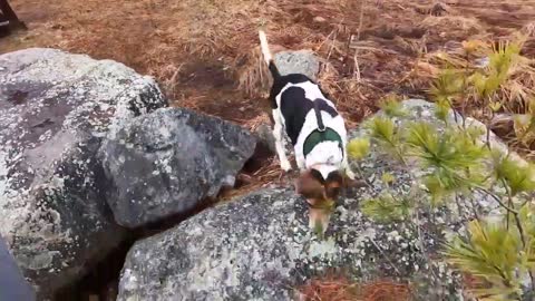 Bandit the Beagle