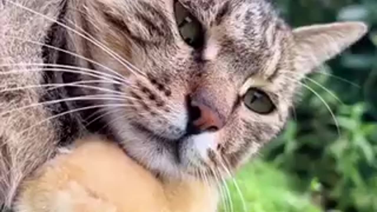 Amazing cat 🐈 trending video