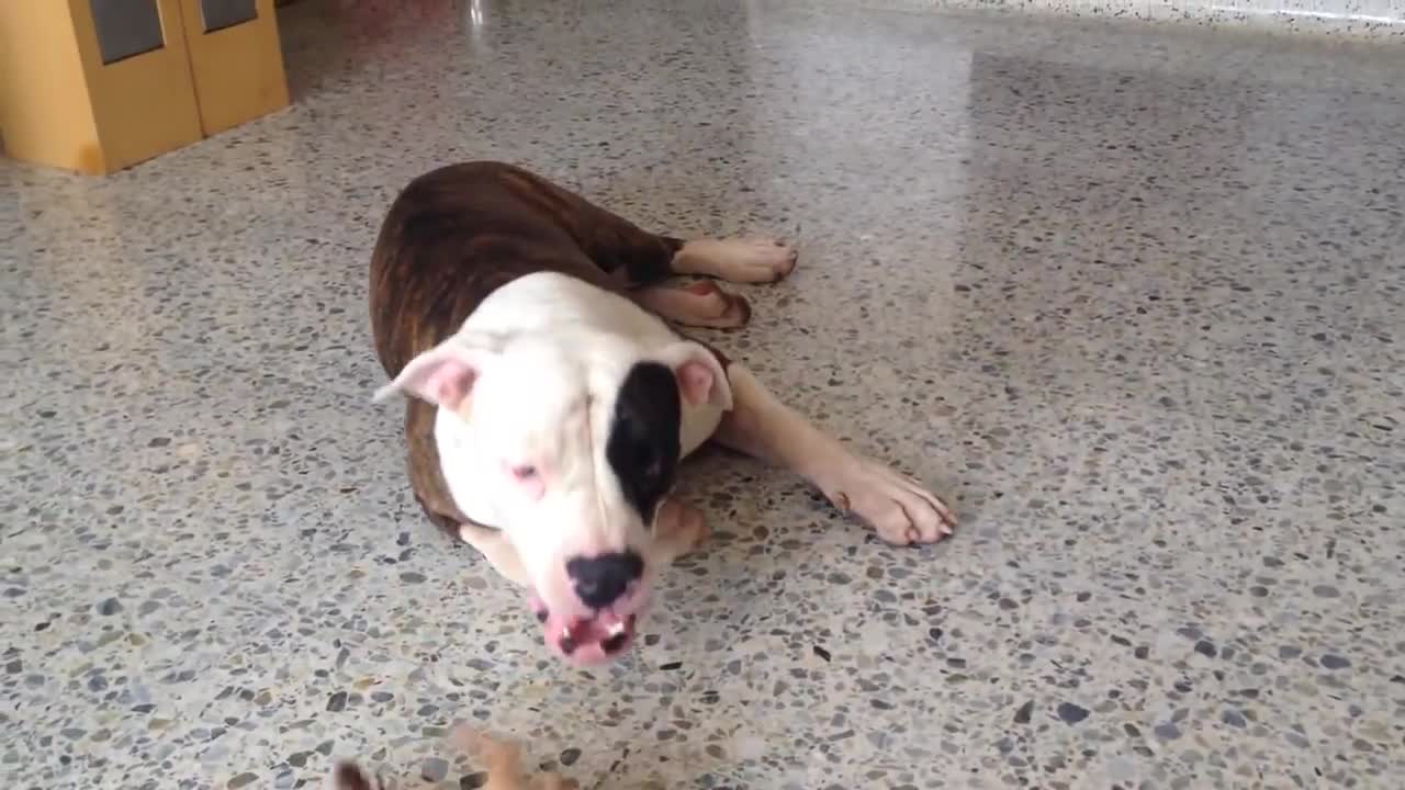 A cute chihuahua puppy taunts a sleeping American bulldog.