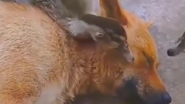 Best funny Cats and Dogs