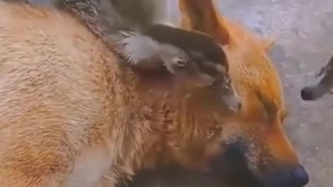 Best funny Cats and Dogs