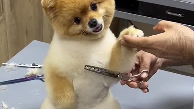 funny dogs video