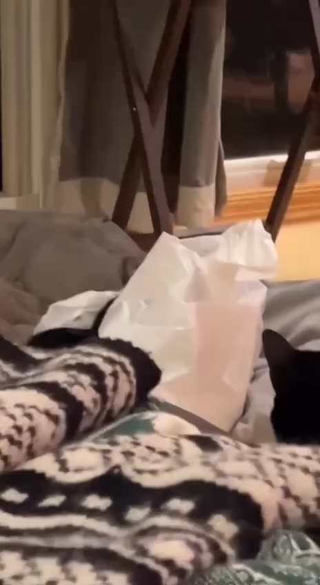 Anyone seen the other cat?