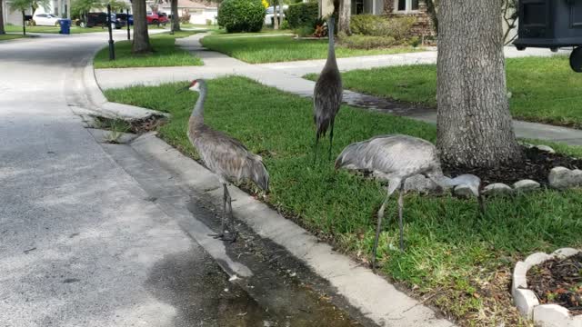 Florida raptors are back