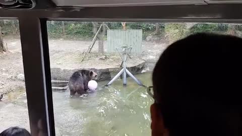 A bear is showing a stunt with a ball.