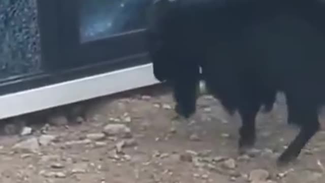 So funny cute ? dogs ?? and cats ?? part 5