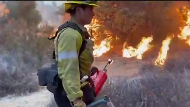 Firemen lit firewalls here to protect more forest from burning.