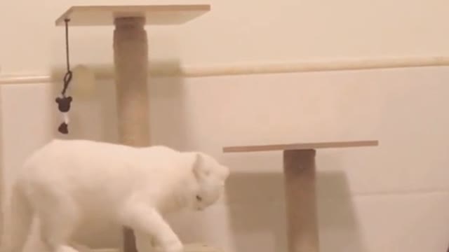 Come and see the cat mansion I decorated for my cats. They are having so much fun and I am so happy