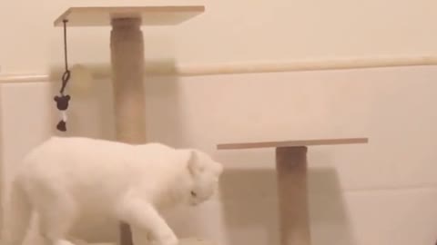 Come and see the cat mansion I decorated for my cats. They are having so much fun and I am so happy
