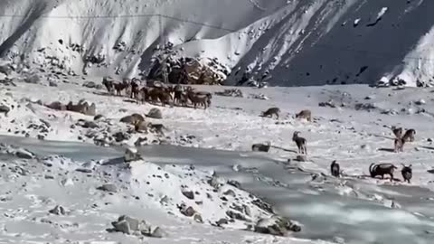 Khunjerab National park of Pakistan