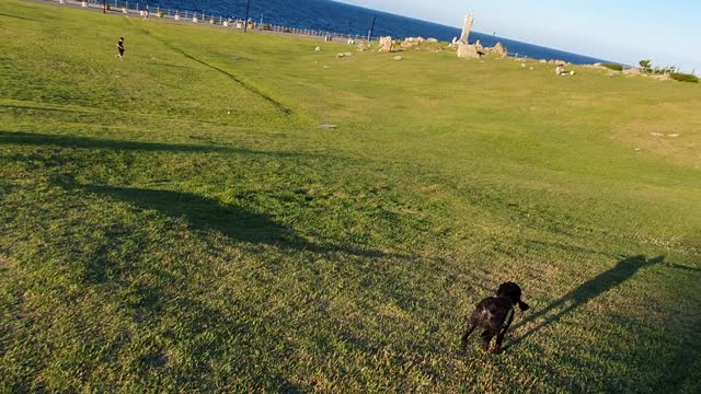 Puppy running around in Ganjeolgot, Korea