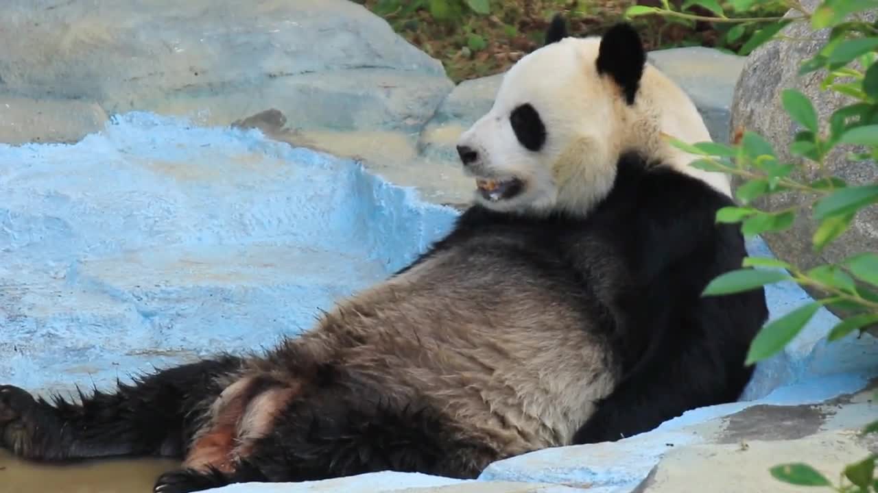 panda