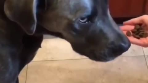 Dog playing video