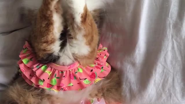 Cat wearing bikini loves playing with string