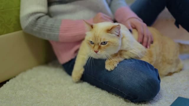 Close-up huge white red furry cat lies on leg of young woman who sits on carpet and stroking the cat