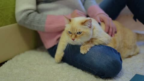 Close-up huge white red furry cat lies on leg of young woman who sits on carpet and stroking the cat