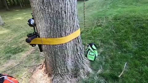 Do any checks before climbing the tree.