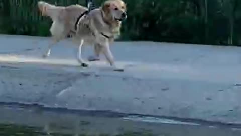 Teaching My Dog How to Swim