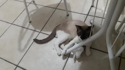 Simon the playful cat