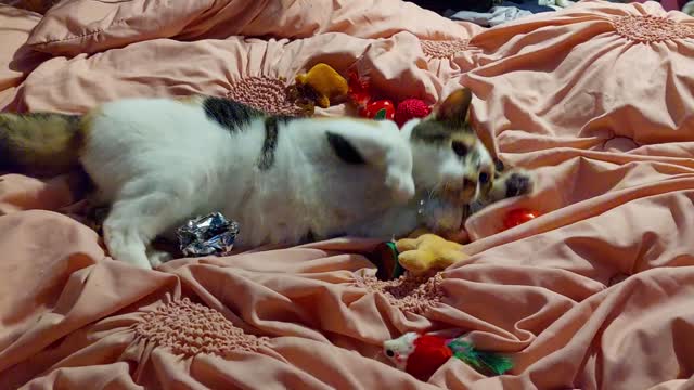 Enya the cat playing with toys