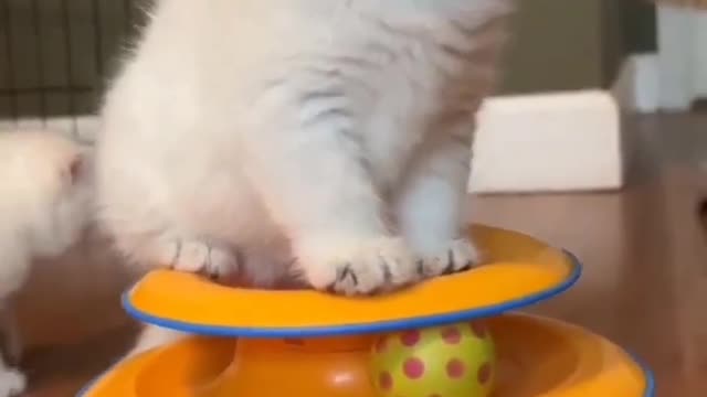 Cute and funny cats