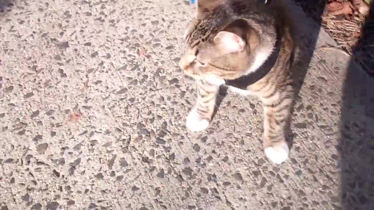 Train your cat to walk with you on a leash | See results in few days