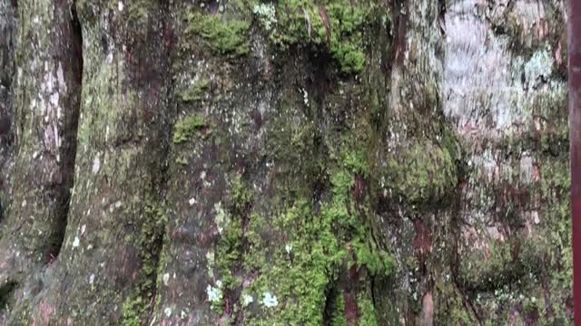 Taiwan Millennium Sacred Tree