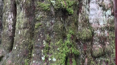 Taiwan Millennium Sacred Tree