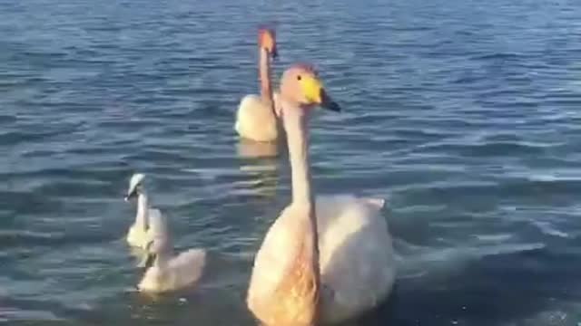 Four swans forage and play in the lake.
