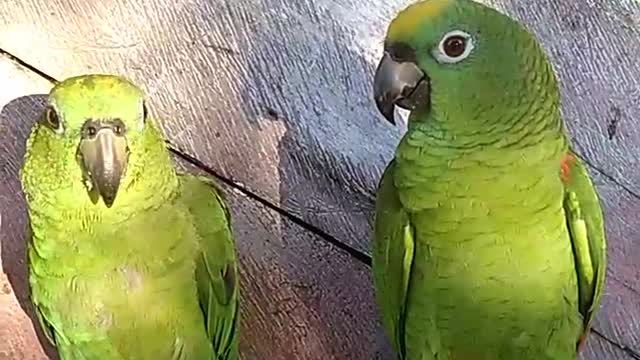 Eles só observando na deles