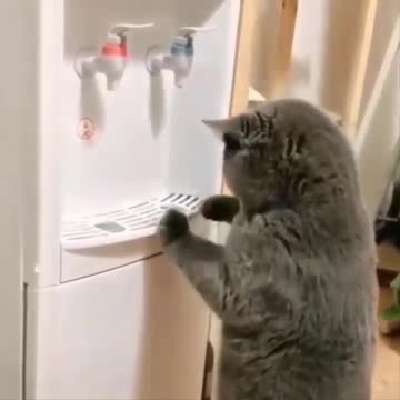 Cat Intelligence Cat using Water Machine