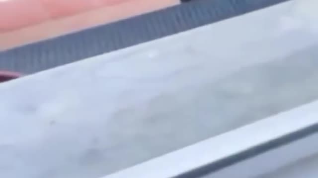 😹_ Best #funny Cats Fail #shorts Video😂_#trending #animals #reels