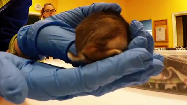 Hand-feeding a newborn orphaned bunny