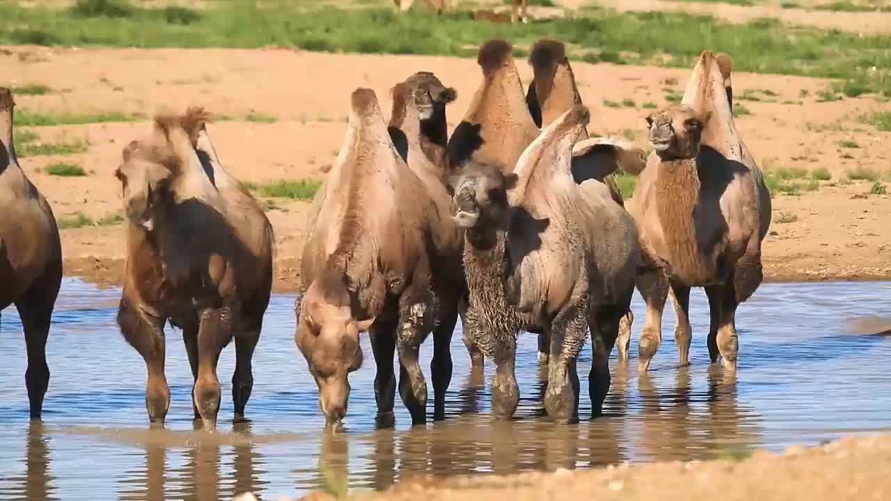 Camel in forest