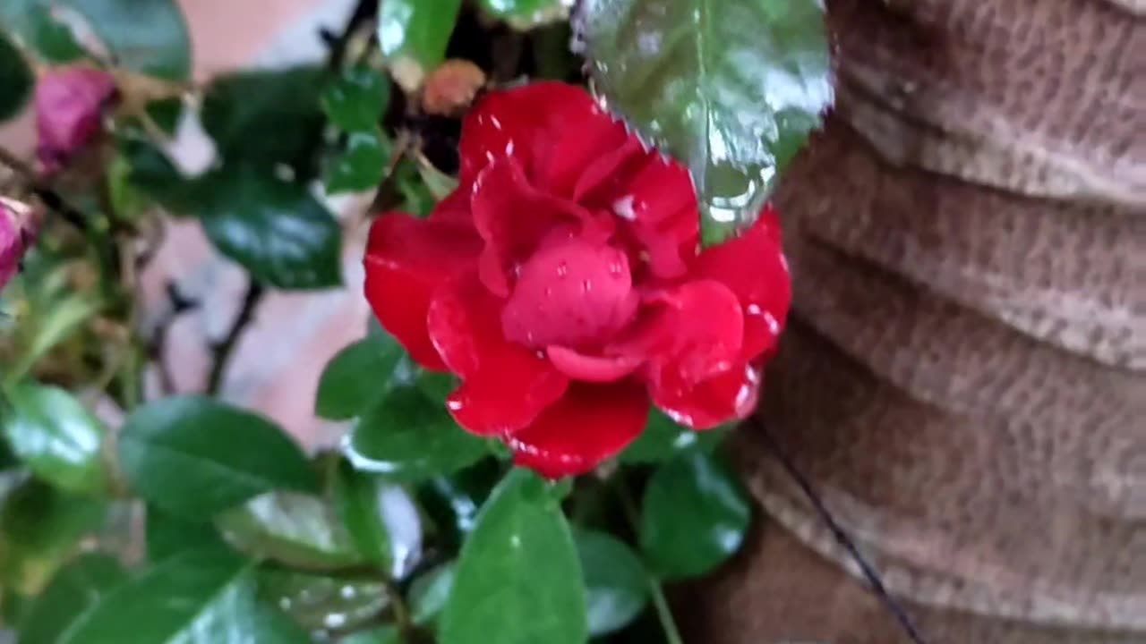 😘 🏞 BEAUTIFUL 🌱 LITTLE 🌹ROSE 🌺 RED 🌸 FLOWER.👍