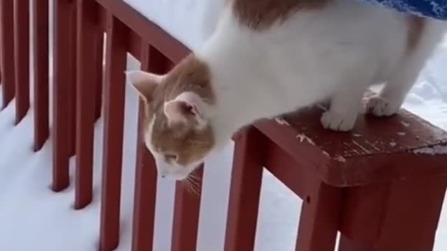 Funny cat get stuck inside Snow 🌨️😱😱