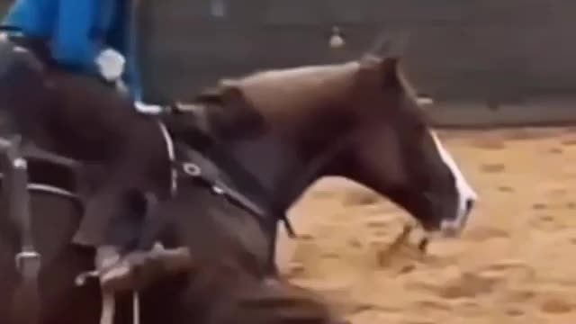 Horse's Amazing Dance Steps