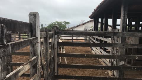 Bull Clears Fence in Amazing Jump