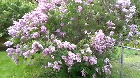 Lilac In The Wind