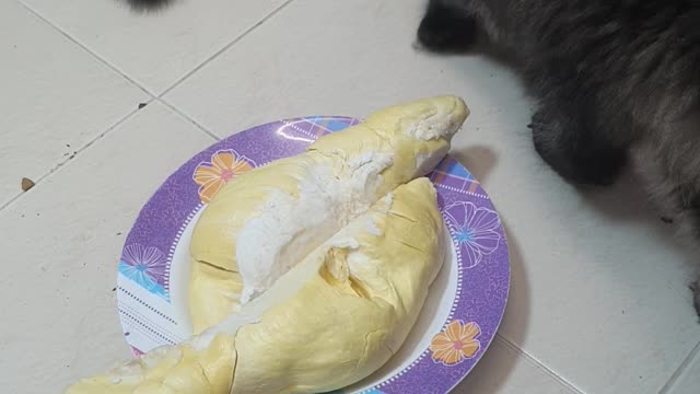 Cat Confused by Smell of Fruit