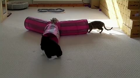 Bengal Kittens Vs Older Cats