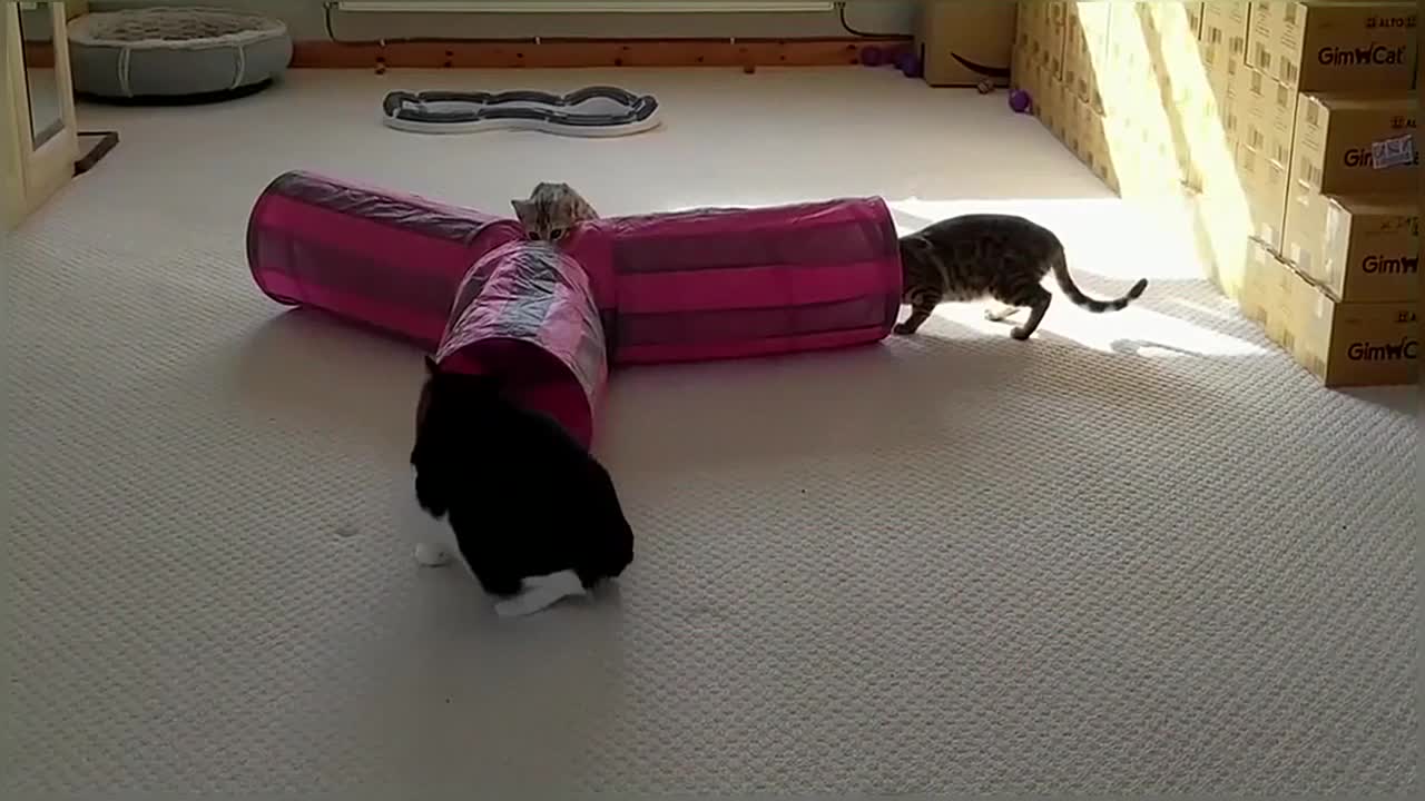 Bengal Kittens Vs Older Cats